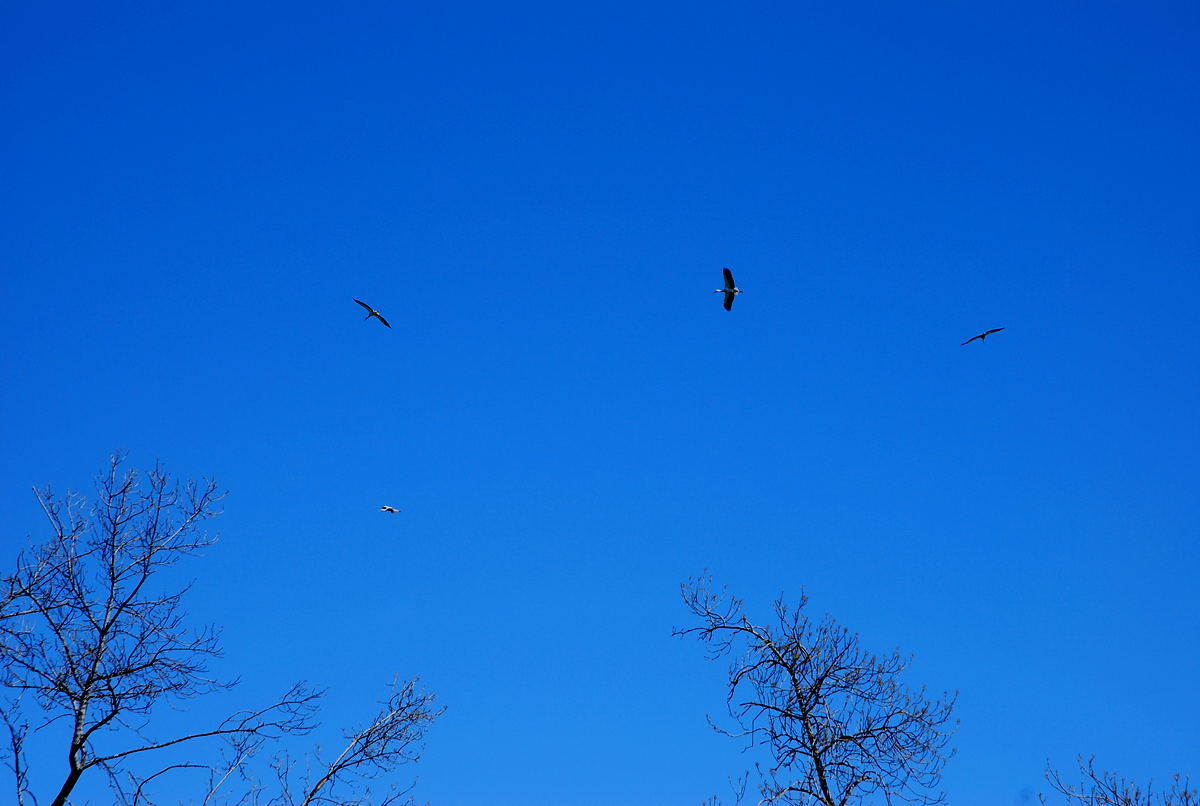 Foto de El Escorial (Madrid), España