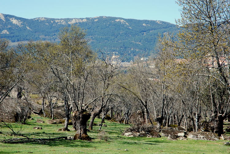 Foto de El Escorial (Madrid), España