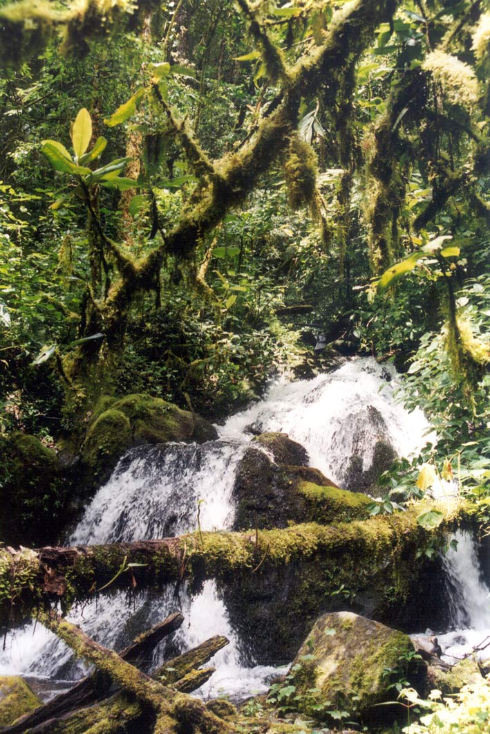 Foto de San Gerardo de Dota, Costa Rica