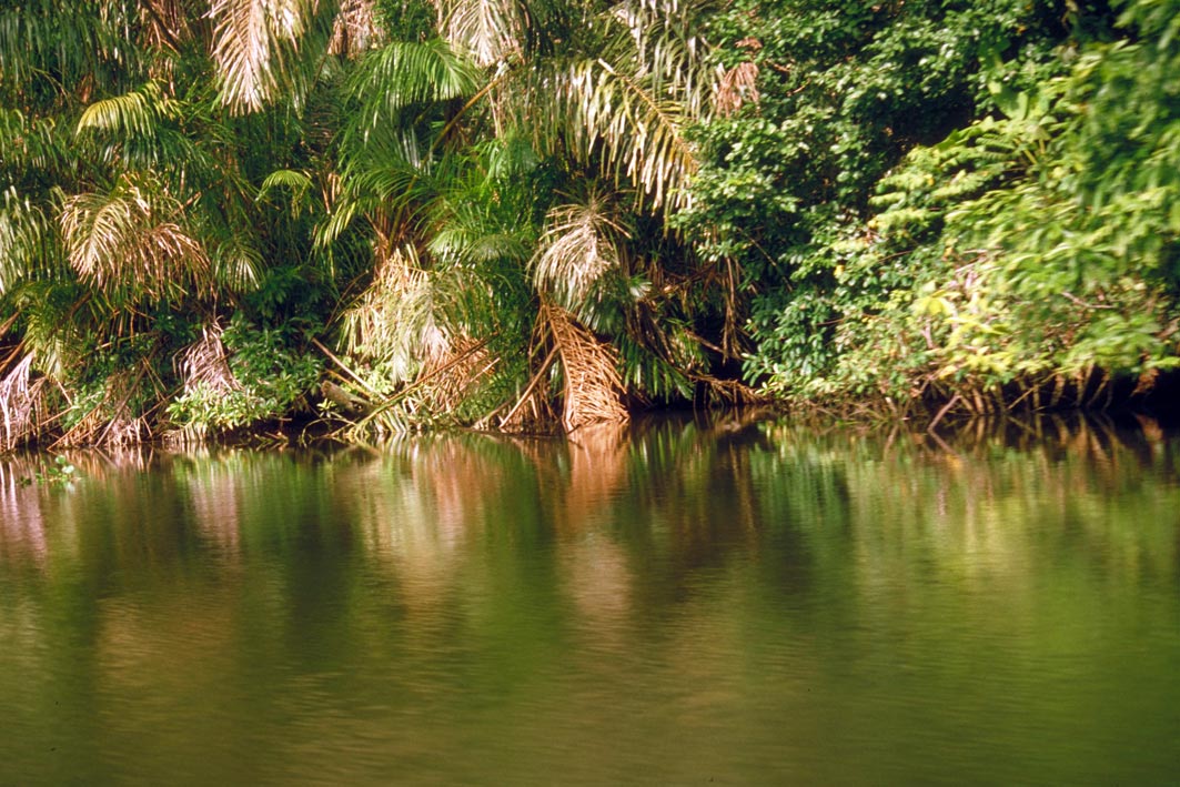 Foto de Parque nacional Tortuguero, Costa Rica
