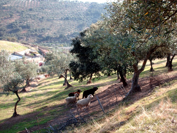 Foto de Aliseda (Cáceres), España