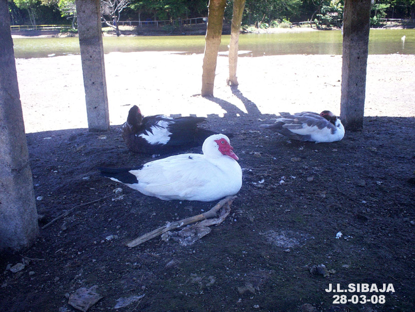 Foto: LAGUNA DE FRAIJANES (Fraijanes De San Isidro De Alajuela) - Fraijanes (Alajuela), Costa Rica