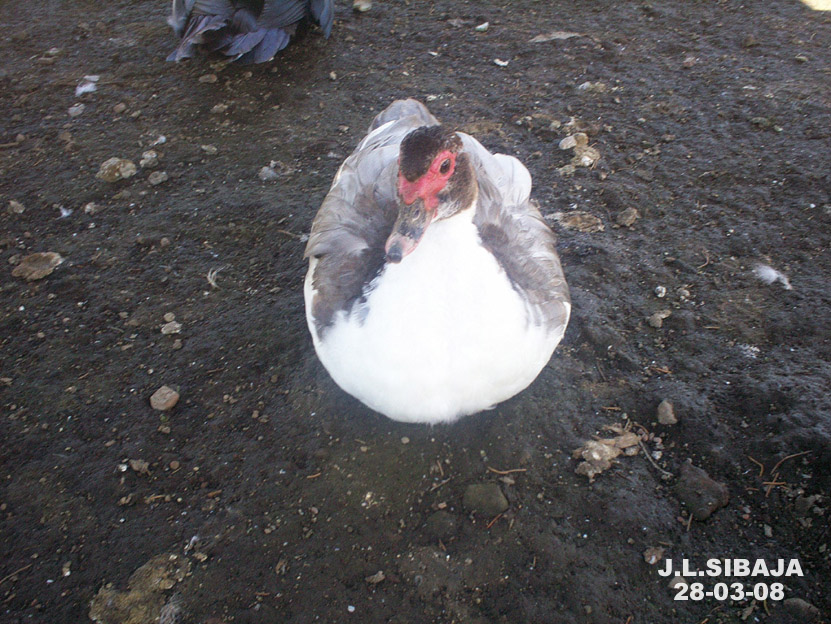 Foto: LAGUNA DE FRAIJANES (Fraijanes De San Isidro De Alajuela) - Fraijanes (Alajuela), Costa Rica