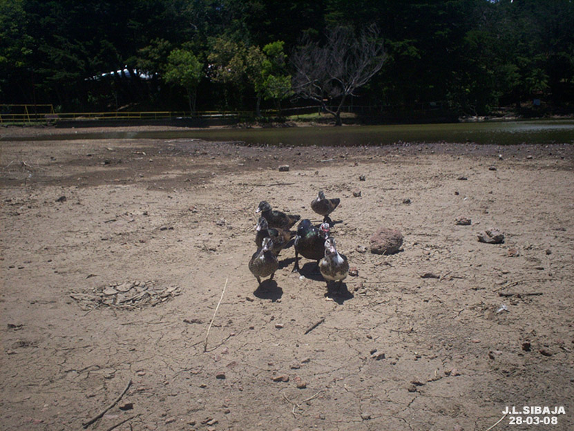 Foto: LAGUNA DE FRAIJANES (Fraijanes De San Isidro De Alajuela) - Fraijanes (Alajuela), Costa Rica