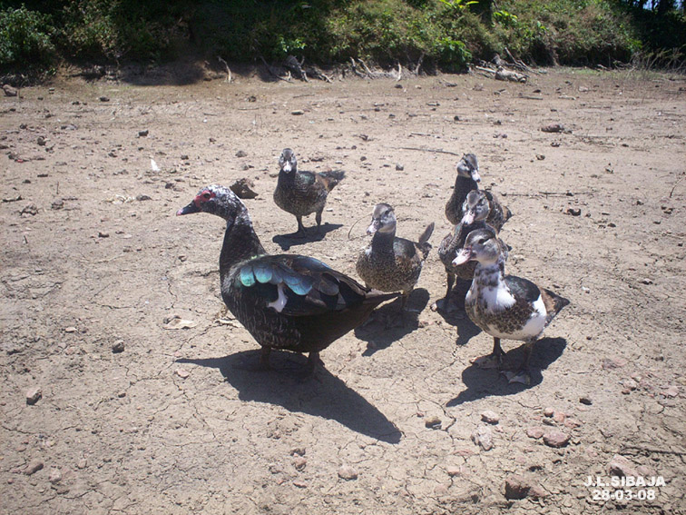 Foto: LAGUNA DE FRAIJANES (Fraijanes De San Isidro De Alajuela) - Fraijanes (Alajuela), Costa Rica