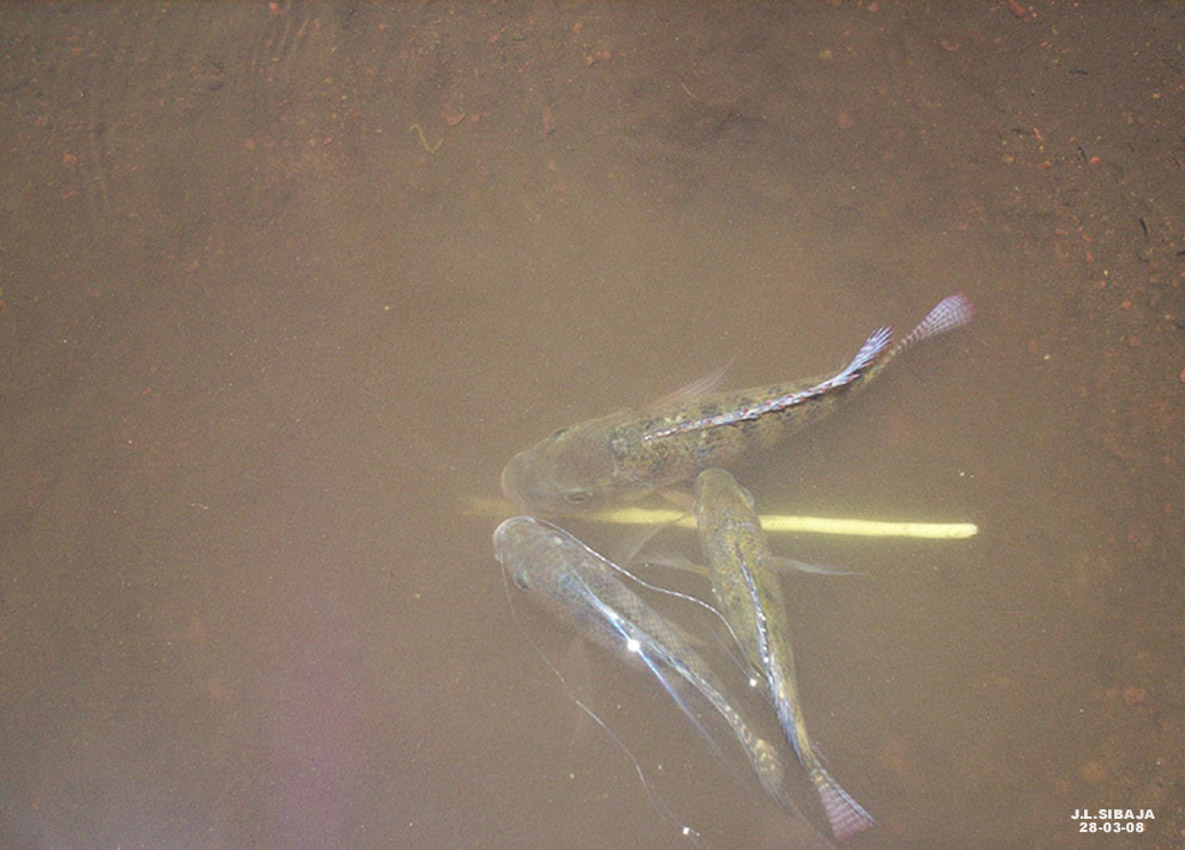 Foto: LAGUNA DE FRAIJANES (Fraijanes De San Isidro De Alajuela) - Fraijanes (Alajuela), Costa Rica