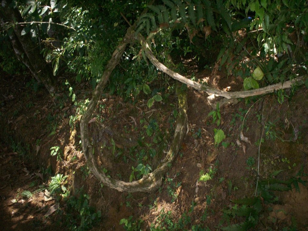 Foto: LAGUNA DE FRAIJANES (Fraijanes De San Isidro De Alajuela) - Fraijanes (Alajuela), Costa Rica
