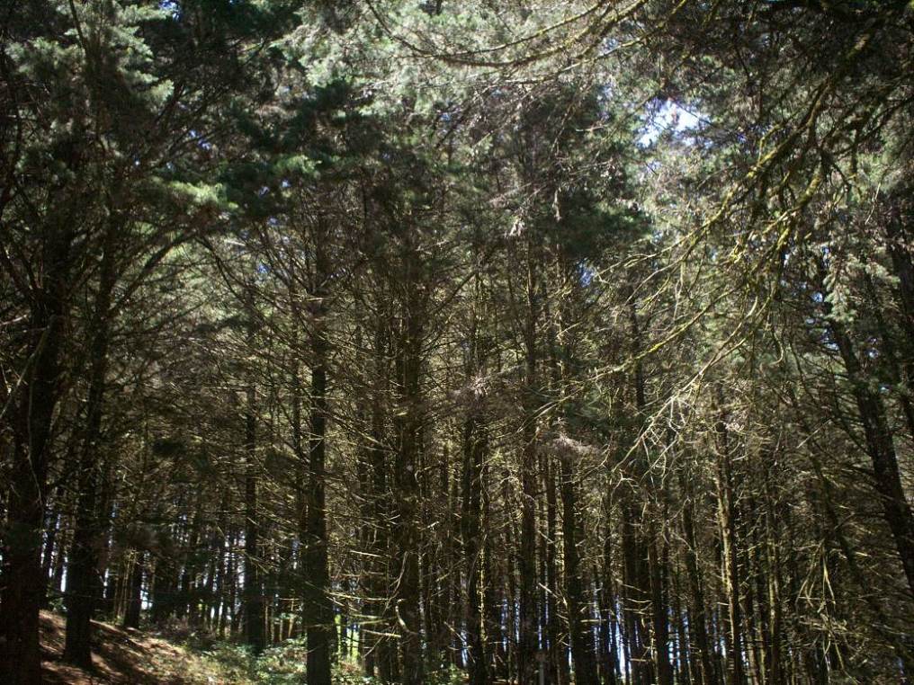 Foto: LAGUNA DE FRAIJANES (Fraijanes De San Isidro De Alajuela) - Fraijanes (Alajuela), Costa Rica