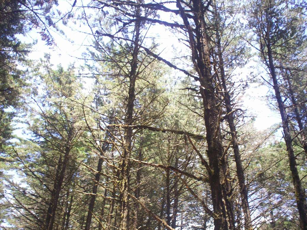 Foto: LAGUNA DE FRAIJANES (Fraijanes De San Isidro De Alajuela) - Fraijanes (Alajuela), Costa Rica