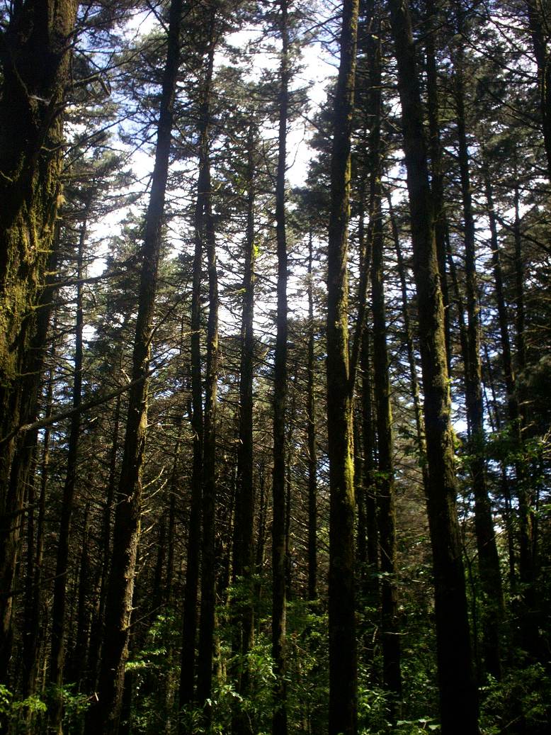 Foto: LAGUNA DE FRAIJANES (Fraijanes De San Isidro De Alajuela) - Fraijanes (Alajuela), Costa Rica