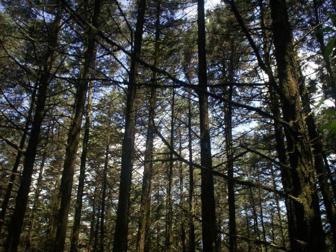 Foto: LAGUNA DE FRAIJANES (Fraijanes De San Isidro De Alajuela) - Fraijanes (Alajuela), Costa Rica