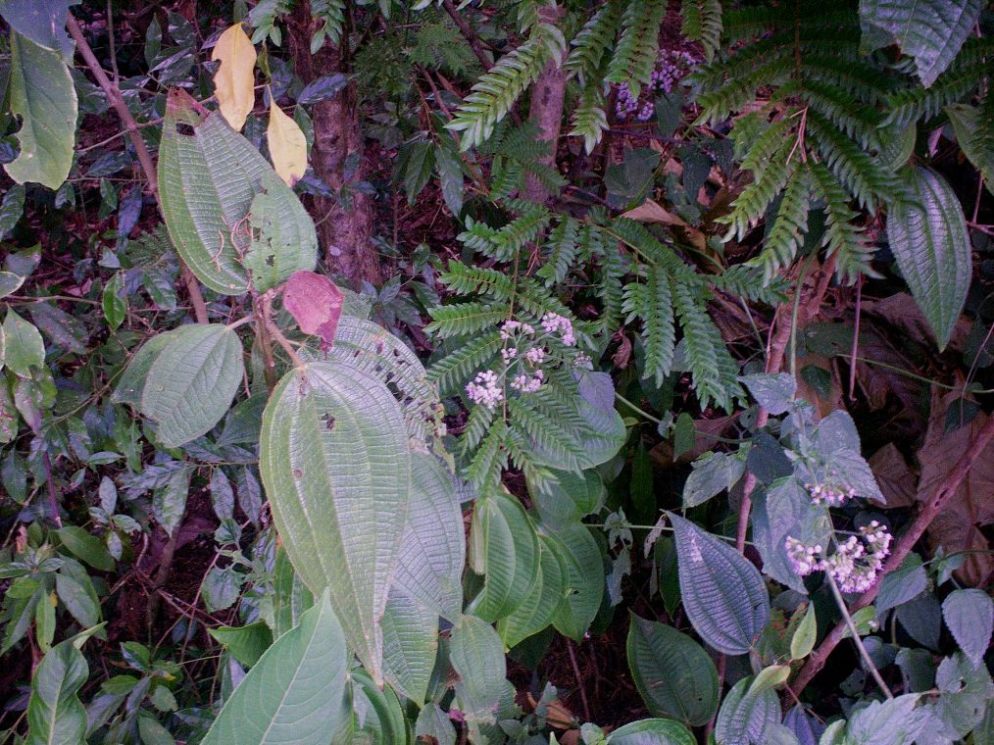 Foto: LAGUNA DE FRAIJANES (Fraijanes De San Isidro De Alajuela) - Fraijanes (Alajuela), Costa Rica