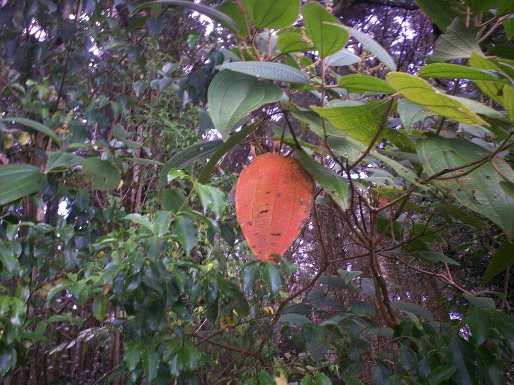 Foto: LAGUNA DE FRAIJANES (Fraijanes De San Isidro De Alajuela) - Fraijanes (Alajuela), Costa Rica