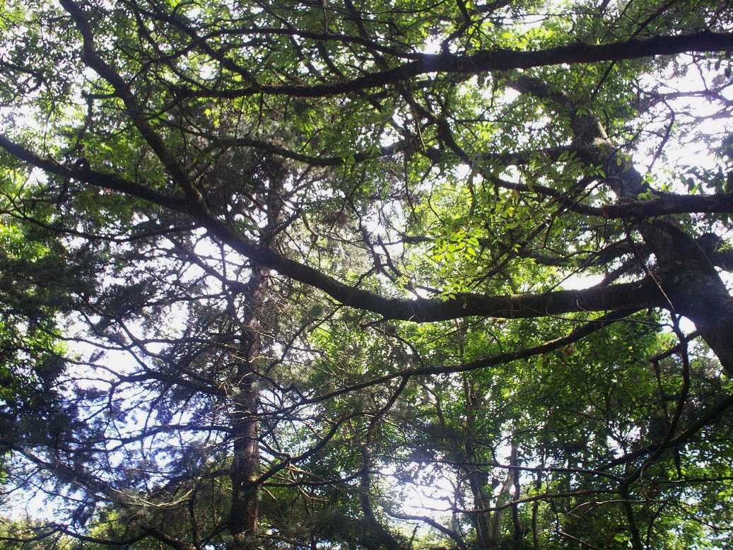 Foto: LAGUNA DE FRAIJANES (Fraijanes De San Isidro De Alajuela) - Fraijanes (Alajuela), Costa Rica