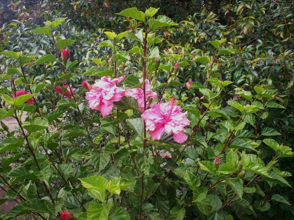 Foto: LAGUNA DE FRAIJANES (Fraijanes De San Isidro De Alajuela) - Fraijanes (Alajuela), Costa Rica
