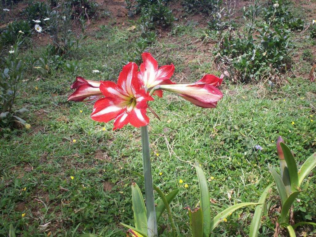Foto: LAGUNA DE FRAIJANES (Fraijanes De San Isidro De Alajuela) - Fraijanes (Alajuela), Costa Rica