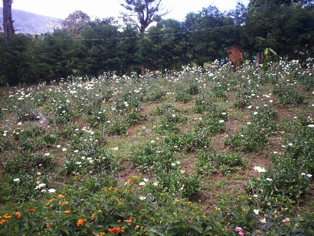 Foto de Fraijanes (Alajuela), Costa Rica