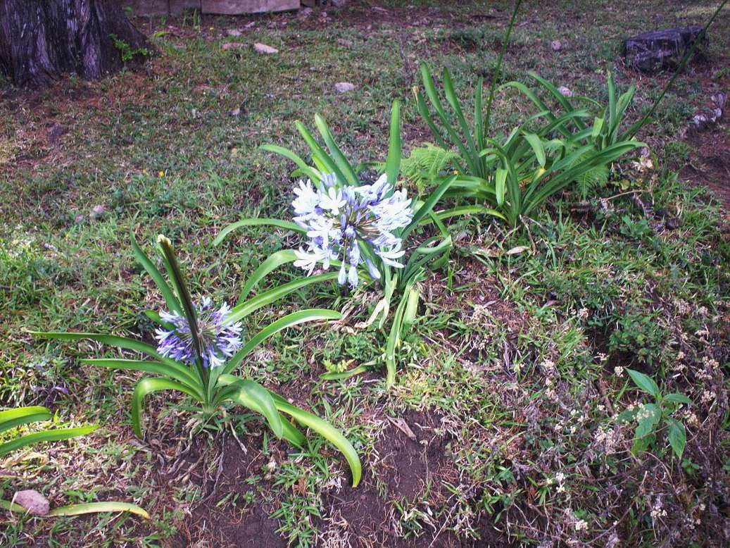 Foto: LAGUNA DE FRAIJANES (Fraijanes De San Isidro De Alajuela) - Fraijanes (Alajuela), Costa Rica
