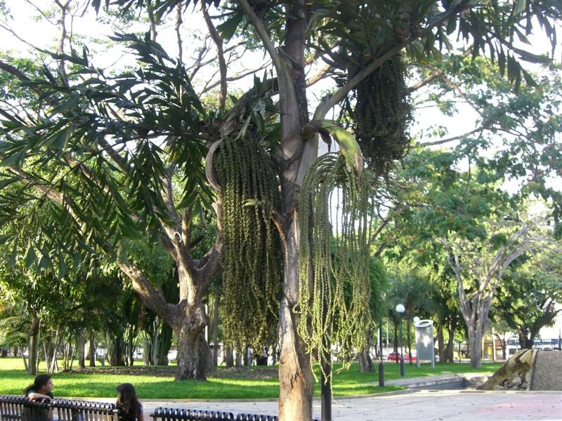 Foto de Valencia, Venezuela