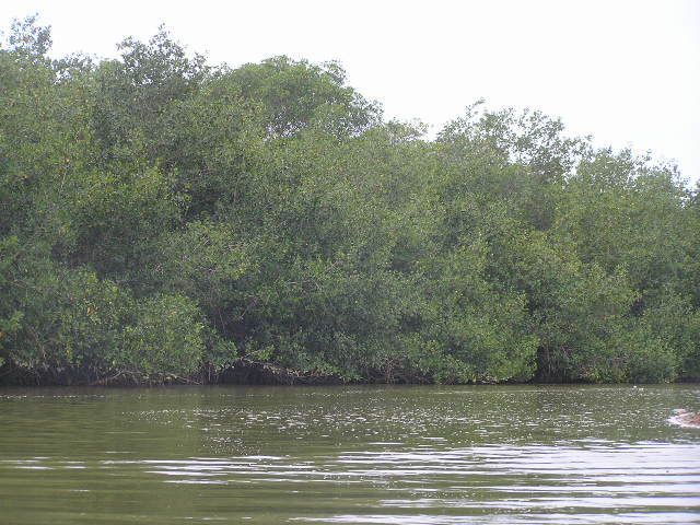 Foto de Tumbes, Perú