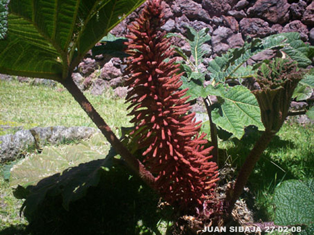 Foto de Poas, Alajuela, Costa Rica
