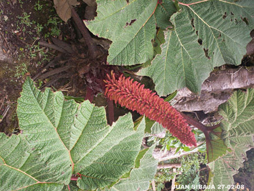 Foto de Poas, Alajuela, Costa Rica