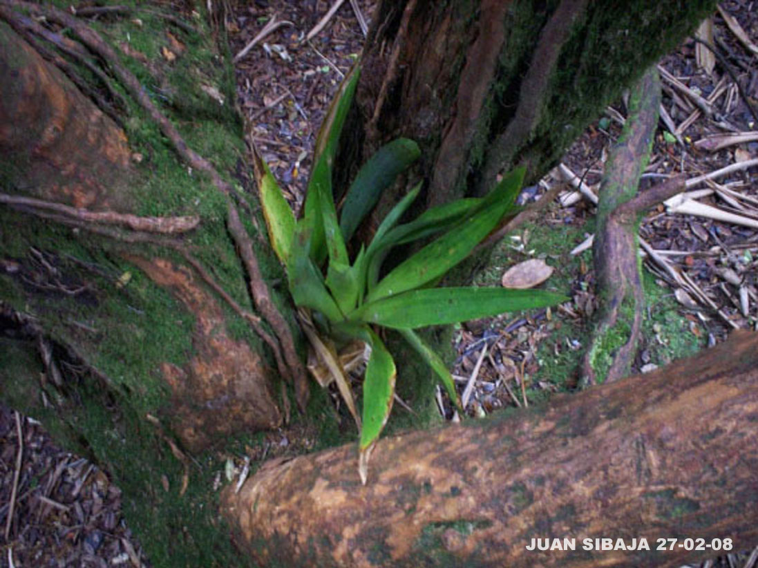 Foto de Poas, Alajuela, Costa Rica