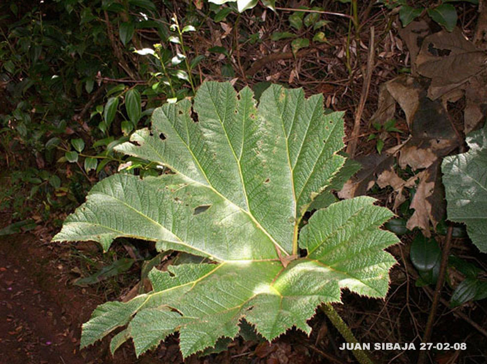 Foto de Poas, Alajuela, Costa Rica