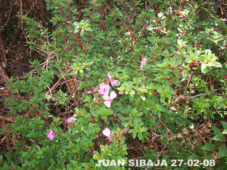 Foto de Poas, Alajuela, Costa Rica