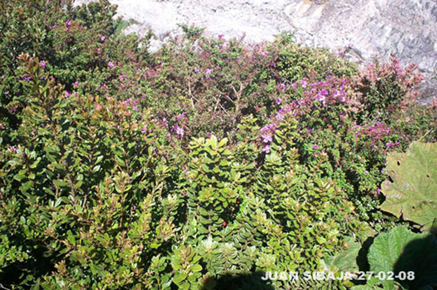 Foto de Poas, Alajuela, Costa Rica