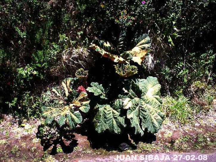 Foto de Poas, Alajuela, Costa Rica