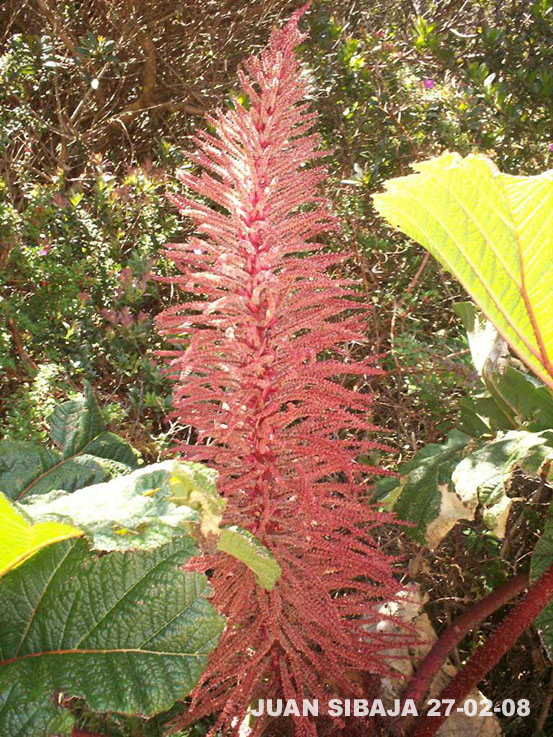 Foto de Poas, Alajuela, Costa Rica