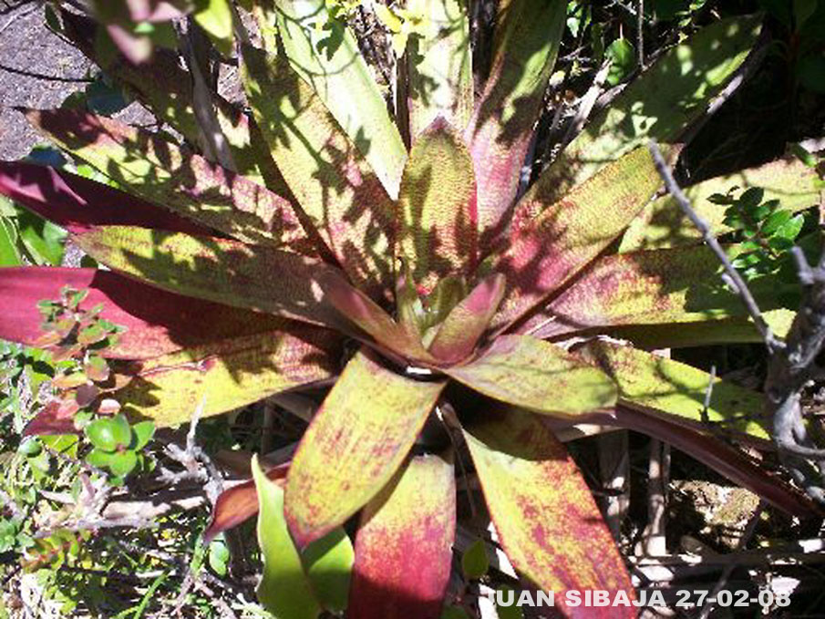 Foto de Poas, Alajuela, Costa Rica