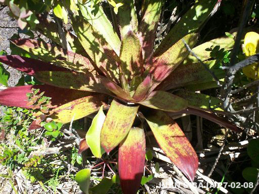 Foto de Poas, Alajuela, Costa Rica