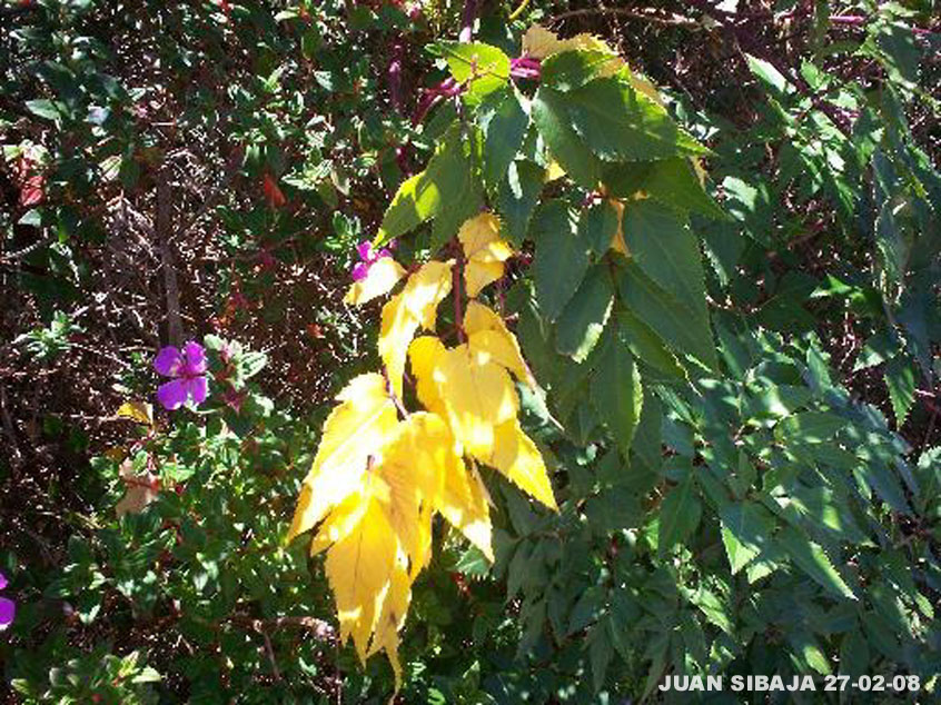 Foto de Poas, Alajuela, Costa Rica