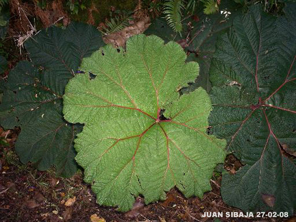 Foto de Poas, Alajuela, Costa Rica