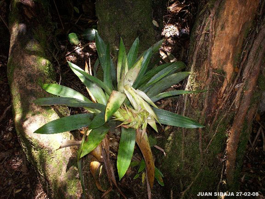 Foto de Poas, Alajuela, Costa Rica