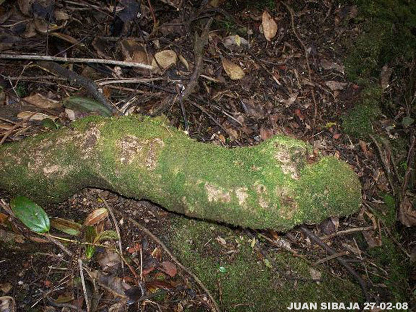 Foto de Poas, Alajuela, Costa Rica