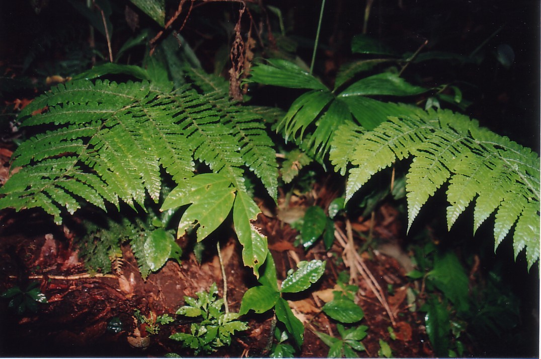 Foto de San Carlos del Arenal, Costa Rica