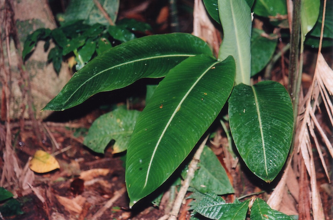Foto de San Carlos del Arenal, Costa Rica