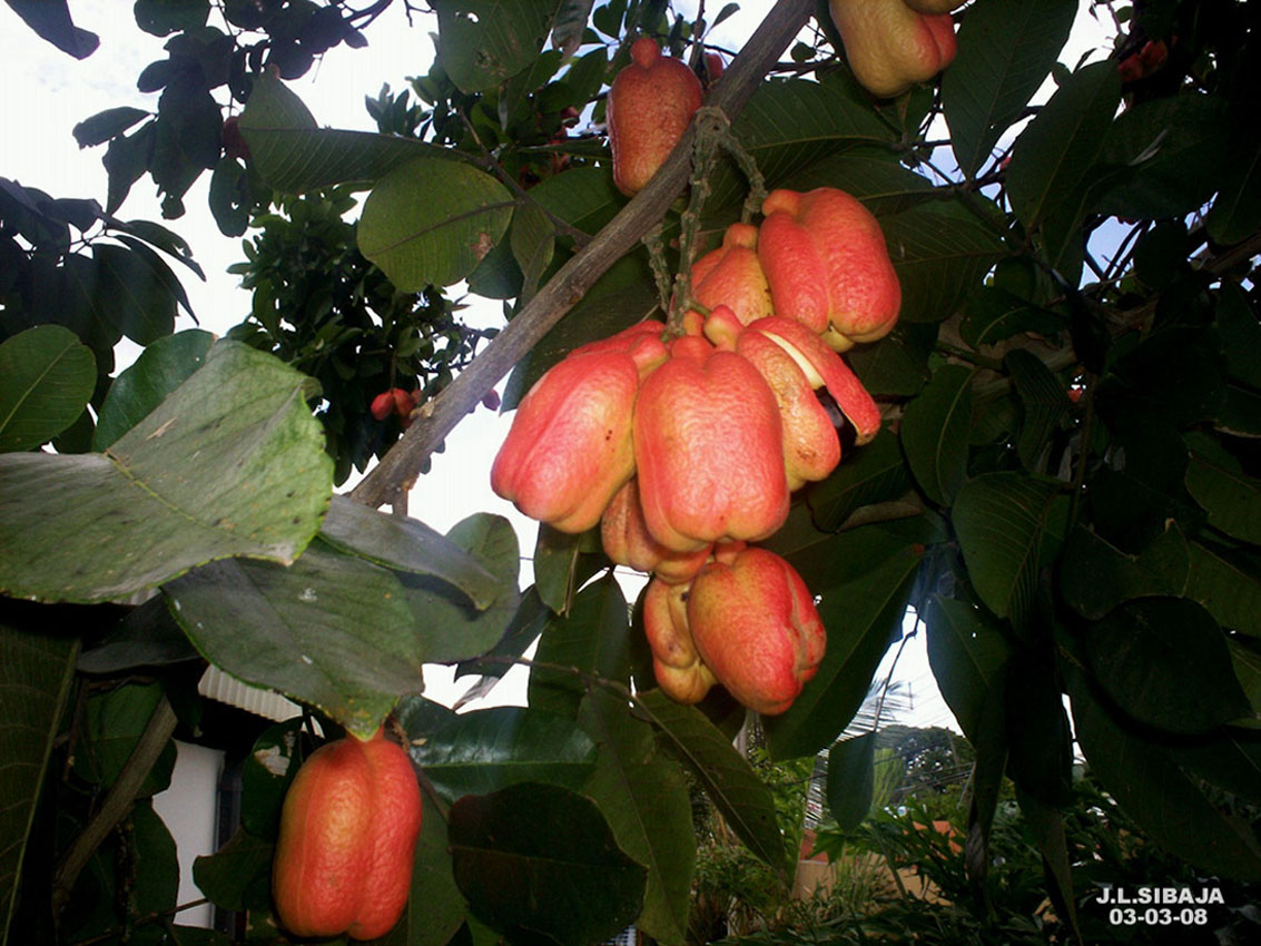 Foto de Alajuela, Costa Rica