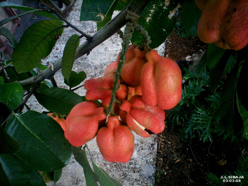 Foto de Alajuela, Costa Rica