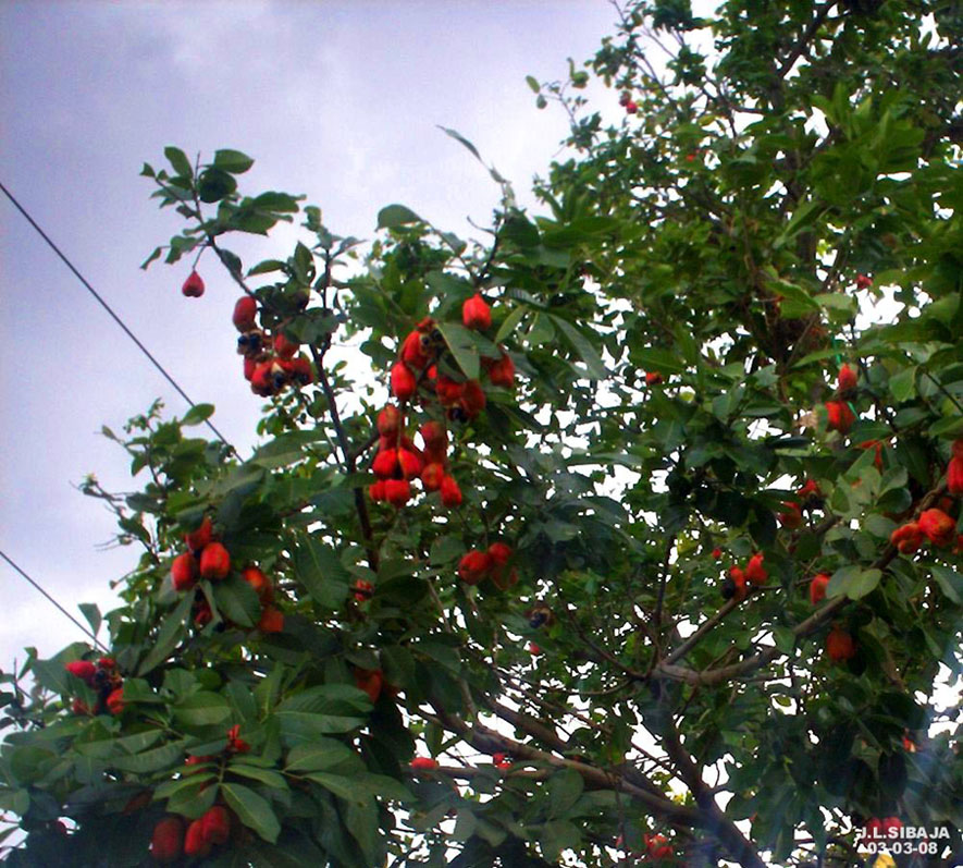 Foto de Alajuela, Costa Rica