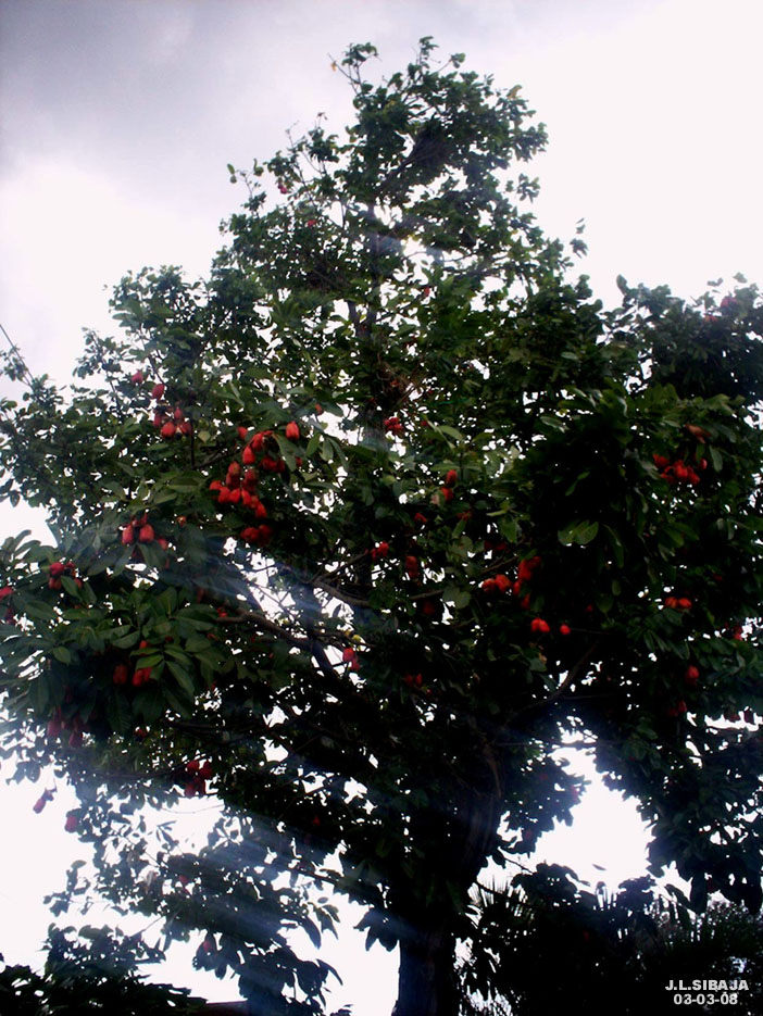 Foto de Alajuela, Costa Rica