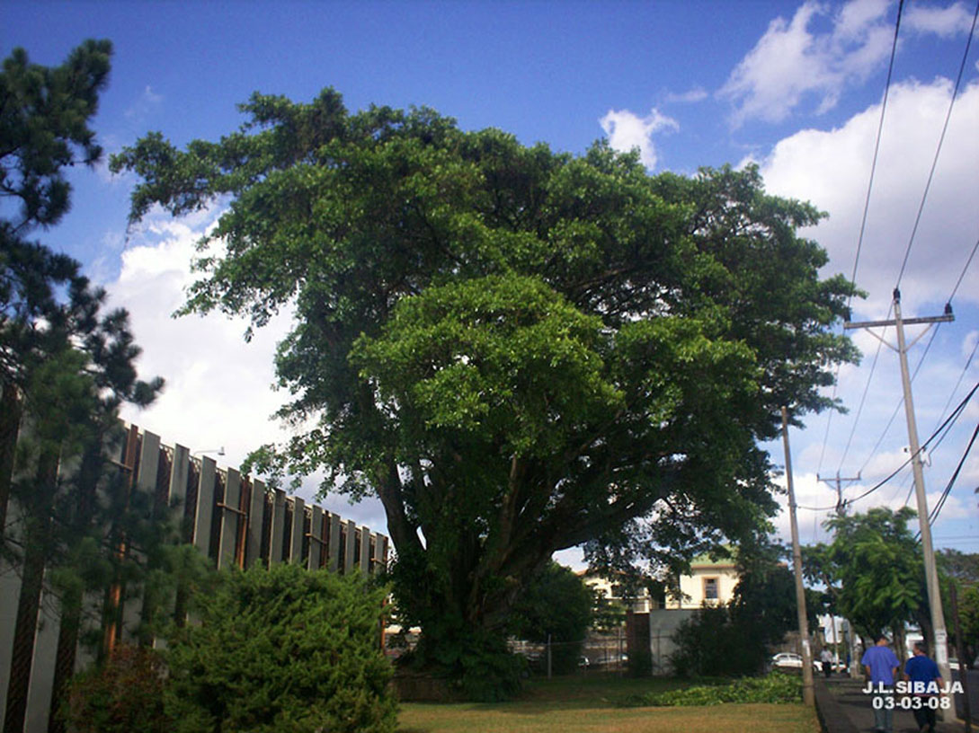 Foto de Alajuela, Costa Rica