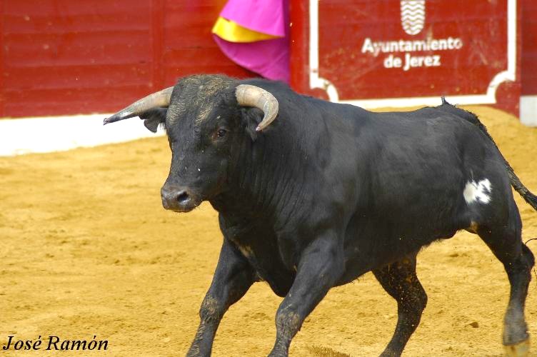 Foto de Jerez de la Frontera (Cádiz), España