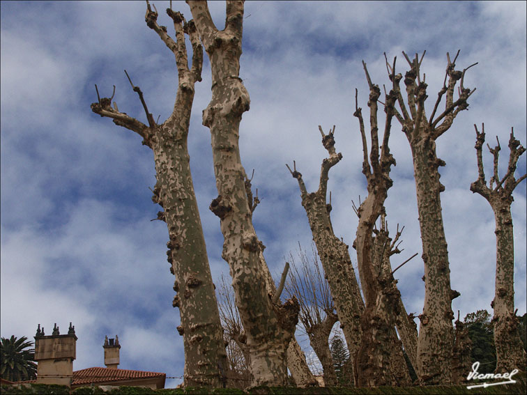 Foto de Cambados (Pontevedra), España