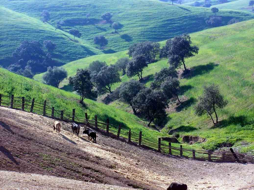 Foto de La Palma del Condado (Huelva), España