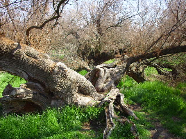 Foto de Daimiel (Ciudad Real), España