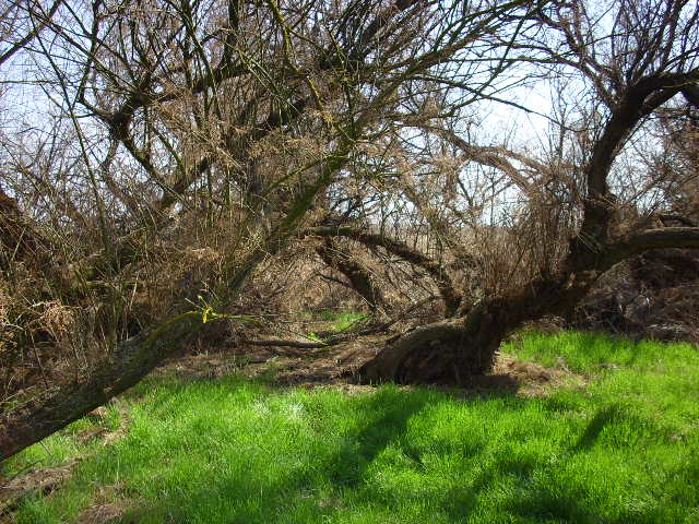 Foto de Daimiel (Ciudad Real), España